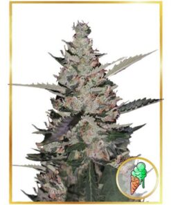 Auto Gelato Ice — Mr Hide