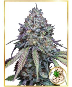 Auto Girl Scout Cookies — Mr Hide