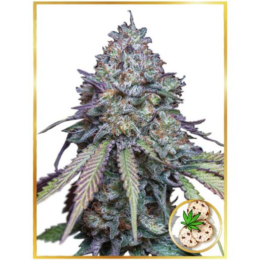 Auto Girl Scout Cookies — Mr Hide