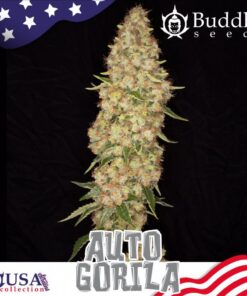 Auto Gorila — Buddha Seeds