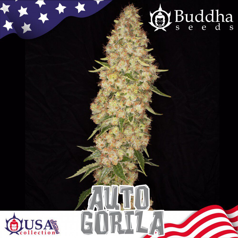 Auto Gorila — Buddha Seeds