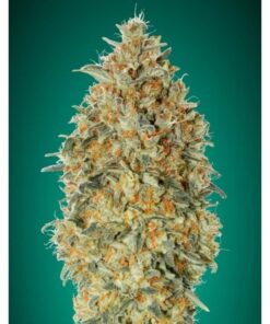 Auto Gorilla Blue — Advanced Seeds