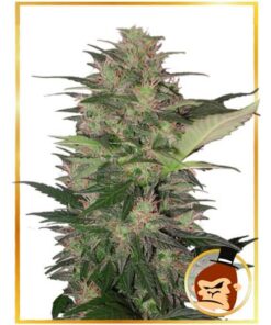 Auto Gorilla Cream — Mr Hide
