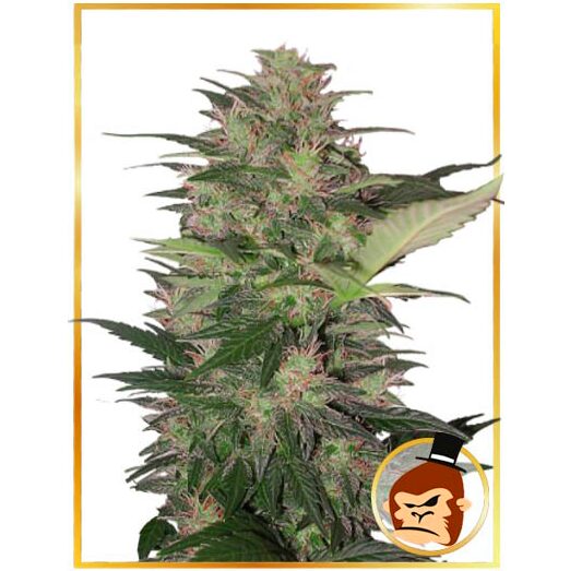 Auto Gorilla Cream — Mr Hide