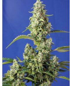Auto Gorilla Girl XL — Sweet Seeds
