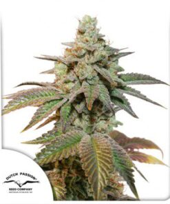 Auto Kerosene Krash — Dutch Passion