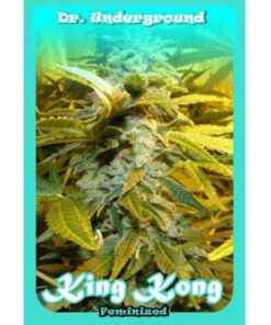 Auto King Kong — Dr Underground