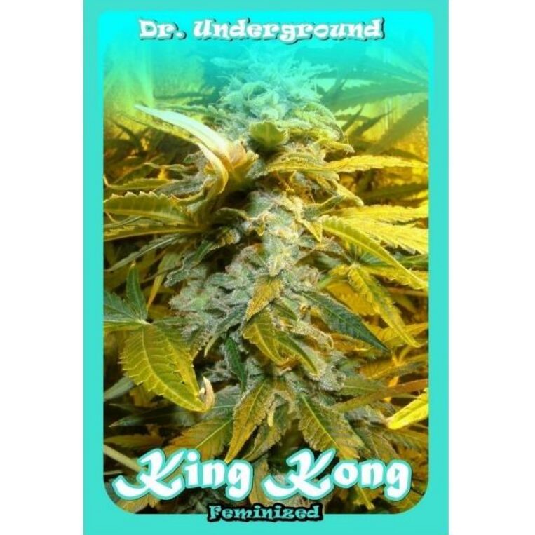 Auto King Kong — Dr Underground