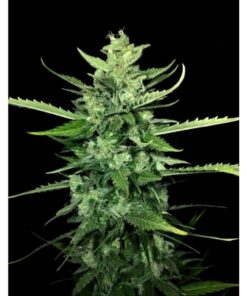 Auto Kong 4 — Paradise Seeds