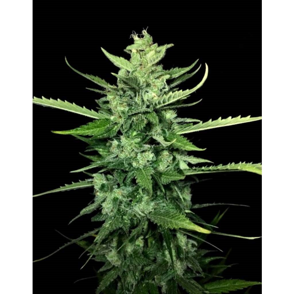 Auto Kong 4 — Paradise Seeds