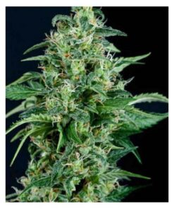 Auto Kryptonite — Pyramid Seeds
