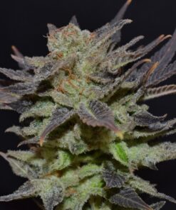 Auto Lavender — Cbd Seeds