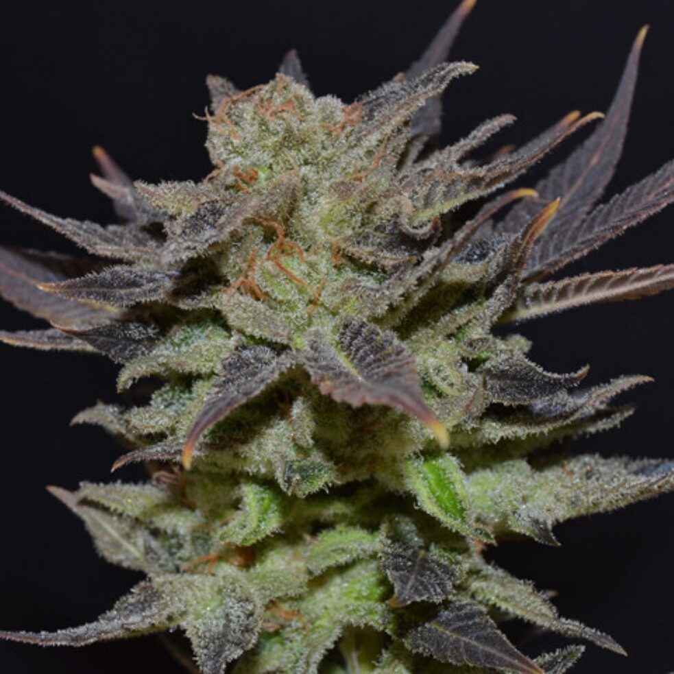 Auto Lavender — Cbd Seeds