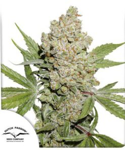 Auto Lemon Kix — Dutch Passion