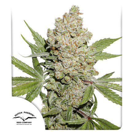 Auto Lemon Kix — Dutch Passion