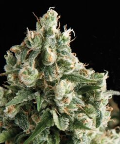 Auto Lennon — Pyramid Seeds