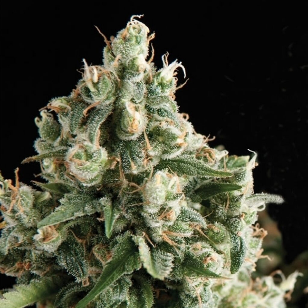 Auto Lennon — Pyramid Seeds