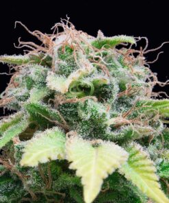 Auto Mandarina — Exclusive Seeds