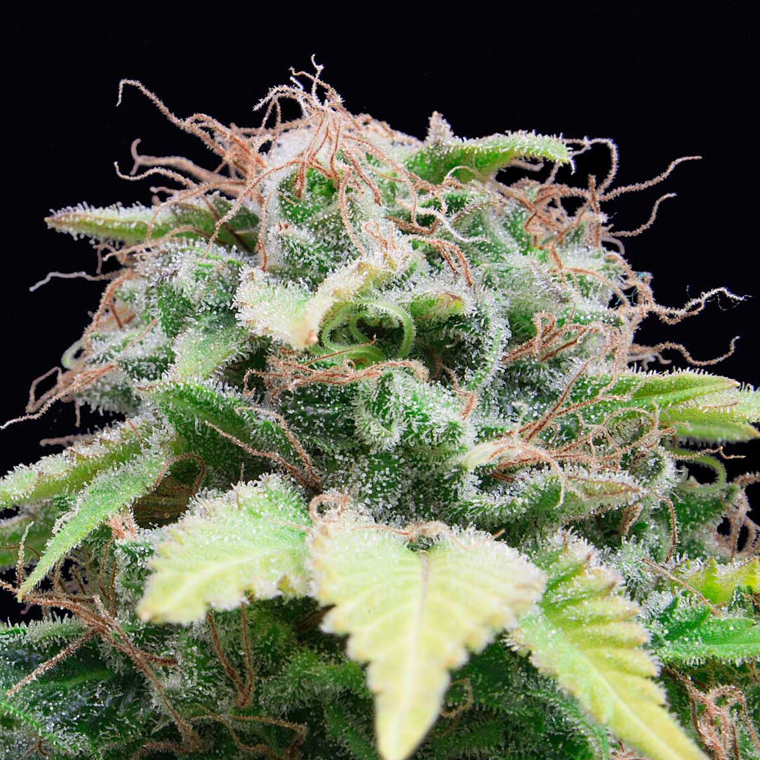 Auto Mandarina — Exclusive Seeds