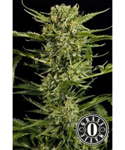 Auto Mass — Grassomatic