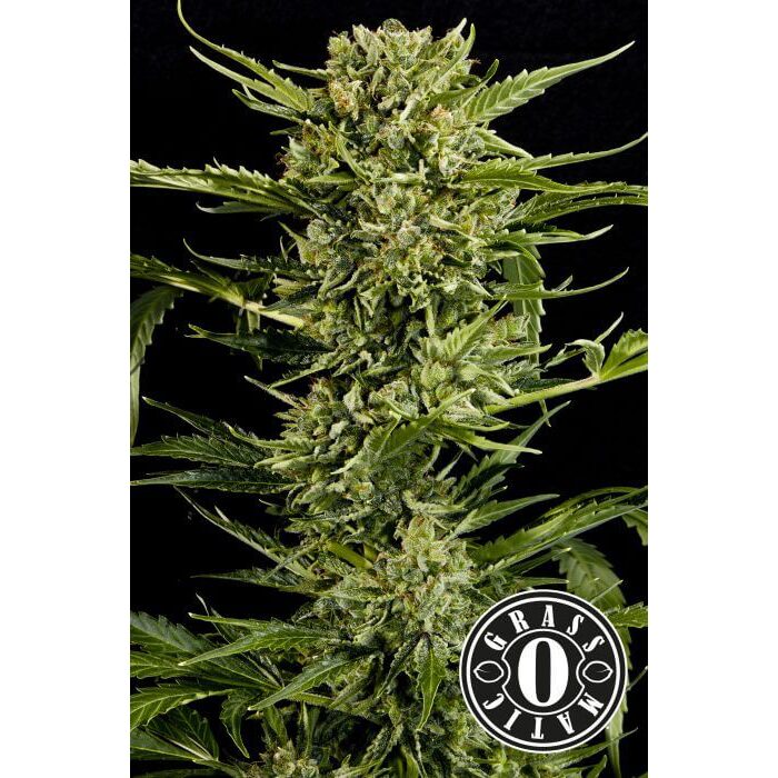 Auto Mass — Grassomatic