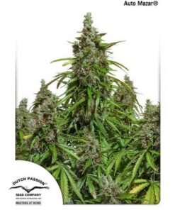 Auto Mazar — Dutch Passion