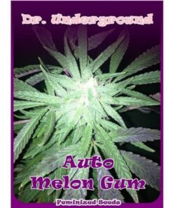 Auto Melon Gum — Dr Underground