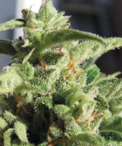 Auto Mozar — Exclusive Seeds