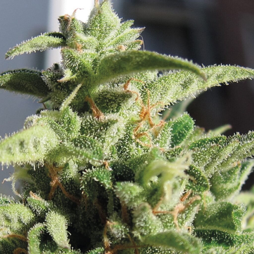 Auto Mozar — Exclusive Seeds