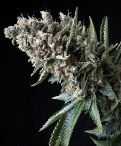 Auto Nefertiti — Pyramid Seeds