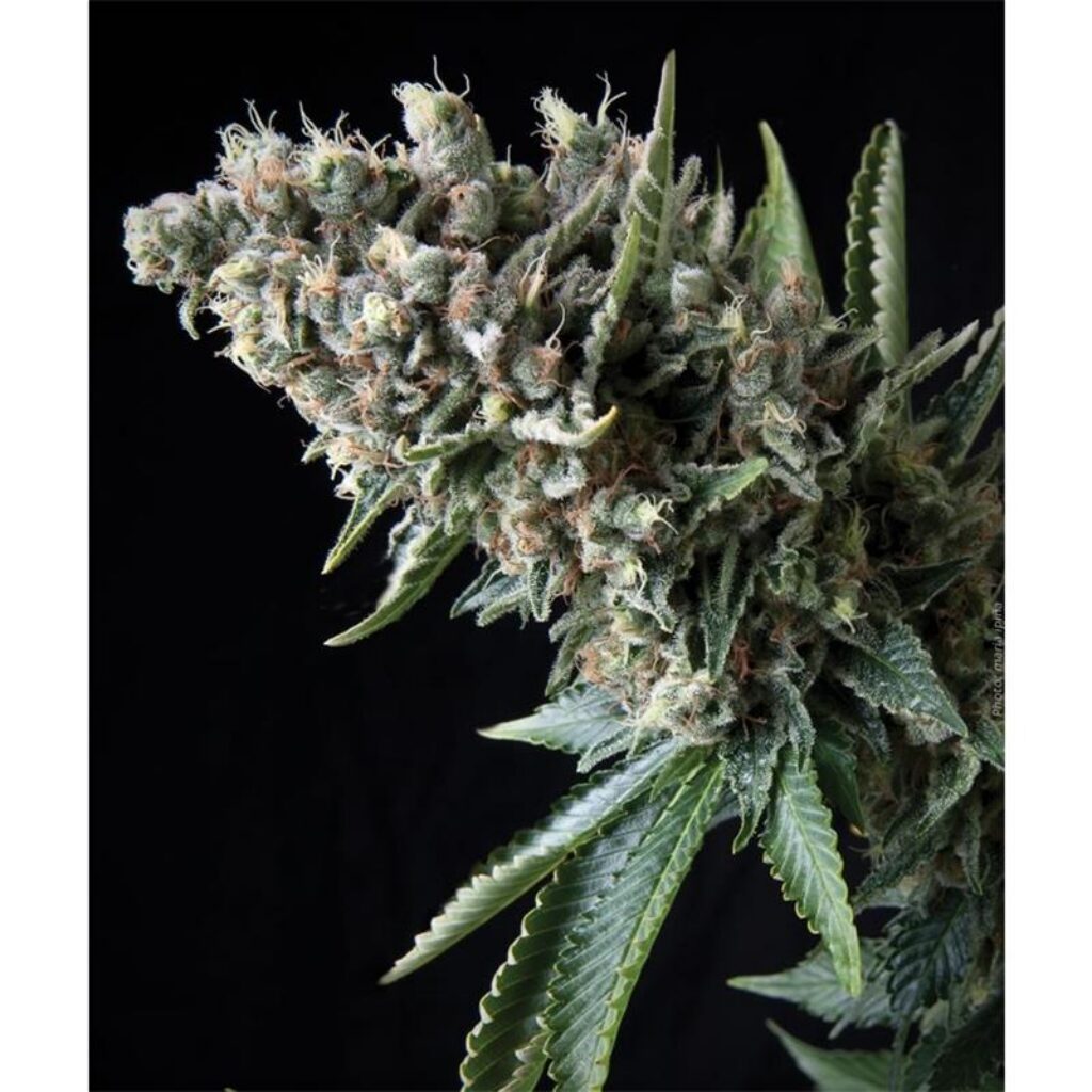 Auto Nefertiti — Pyramid Seeds