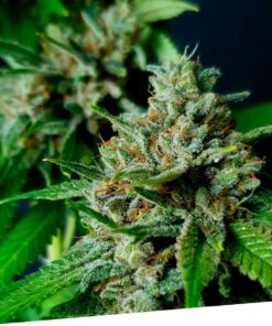 Auto Nemo — Exclusive Seeds