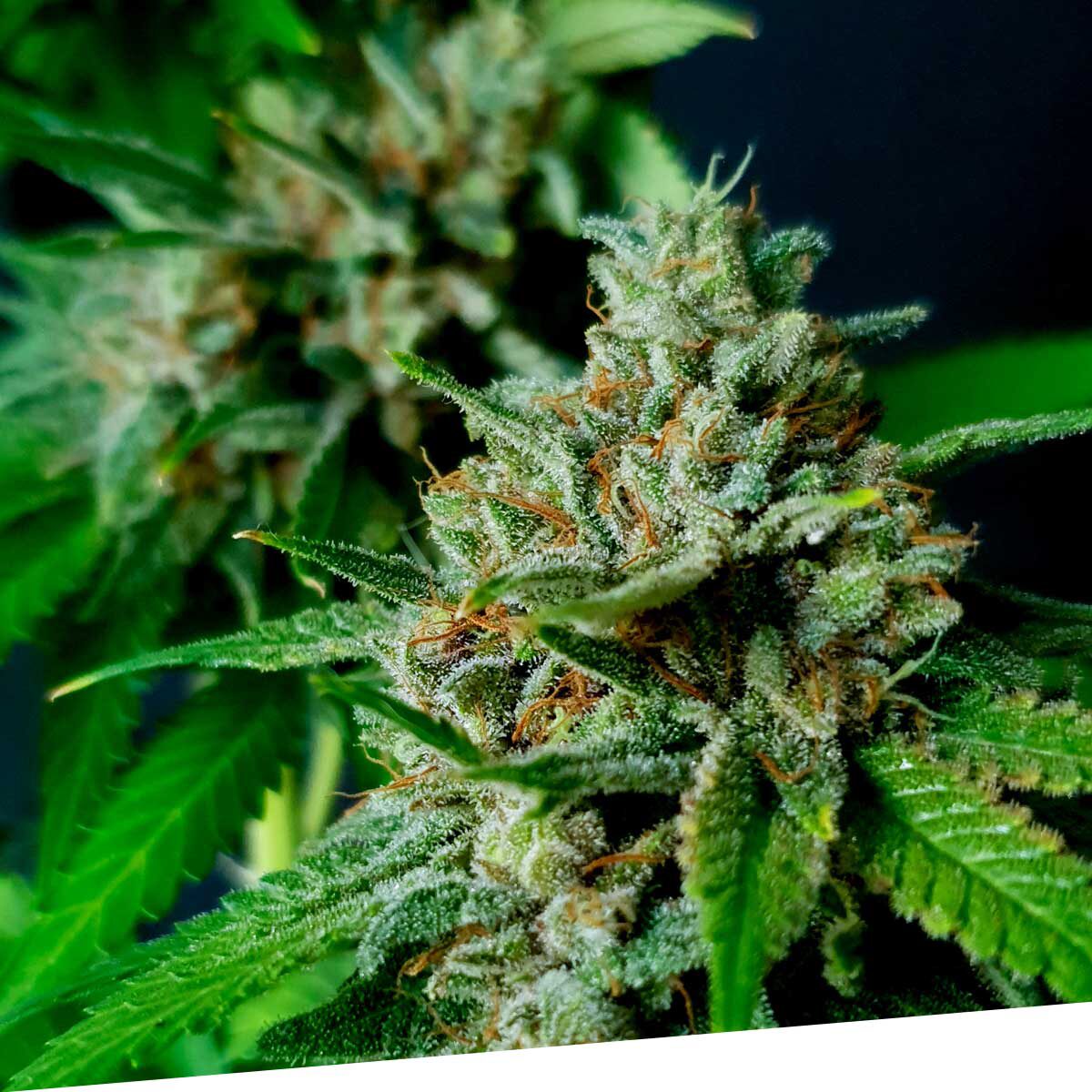 Auto Nemo — Exclusive Seeds