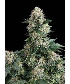 Auto New York City — Pyramid Seeds