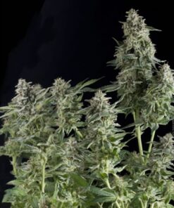 Auto Northern Lights — Pyramid Seeds