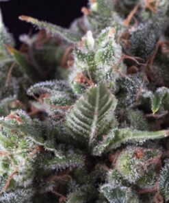 Auto Olympia — Pyramid Seeds
