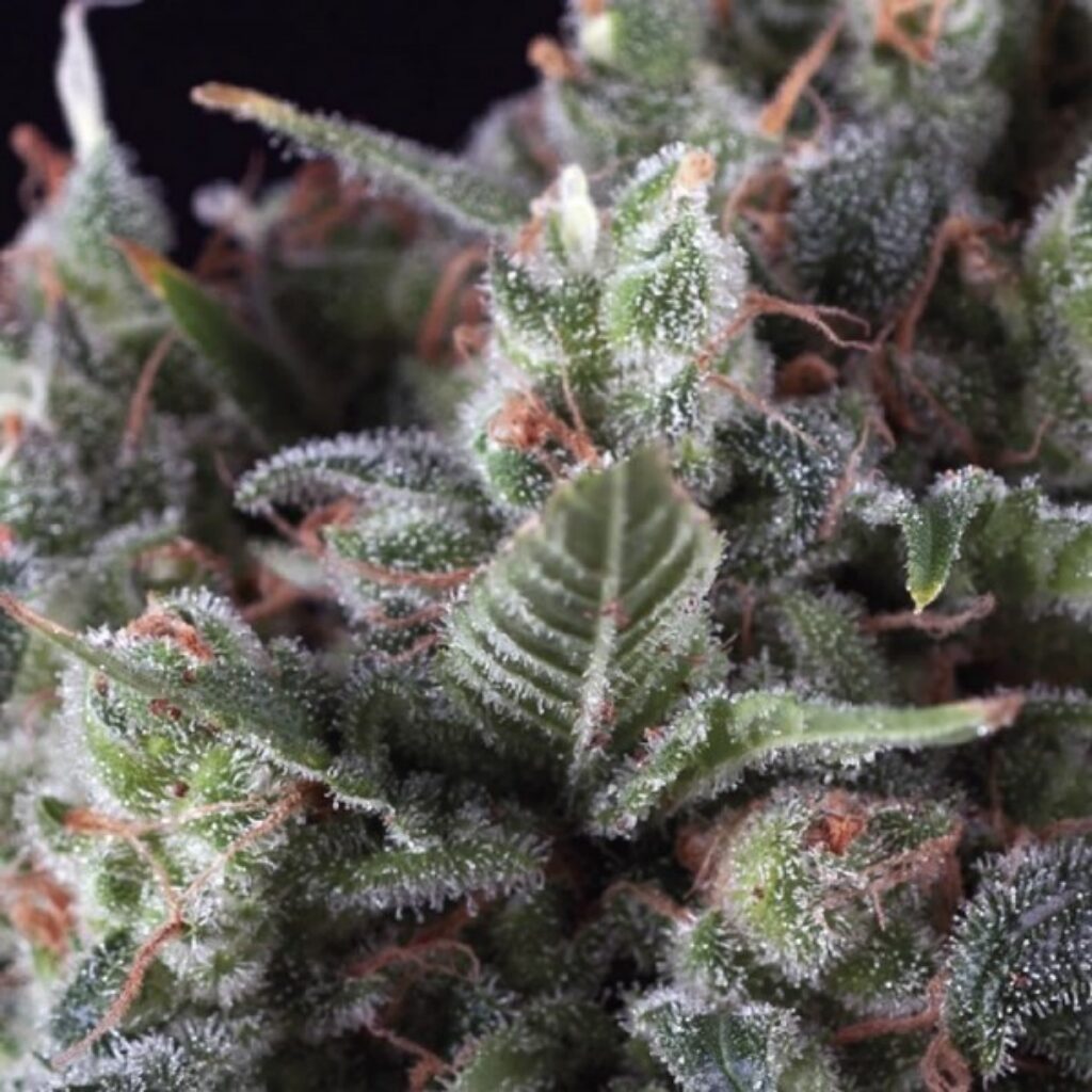 Auto Olympia — Pyramid Seeds