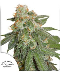 Auto Orange Bud — Dutch Passion