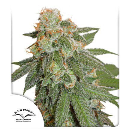 Auto Orange Bud — Dutch Passion