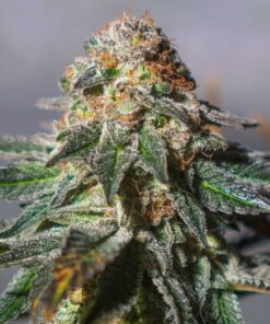 Auto Oxus — Exclusive Seeds