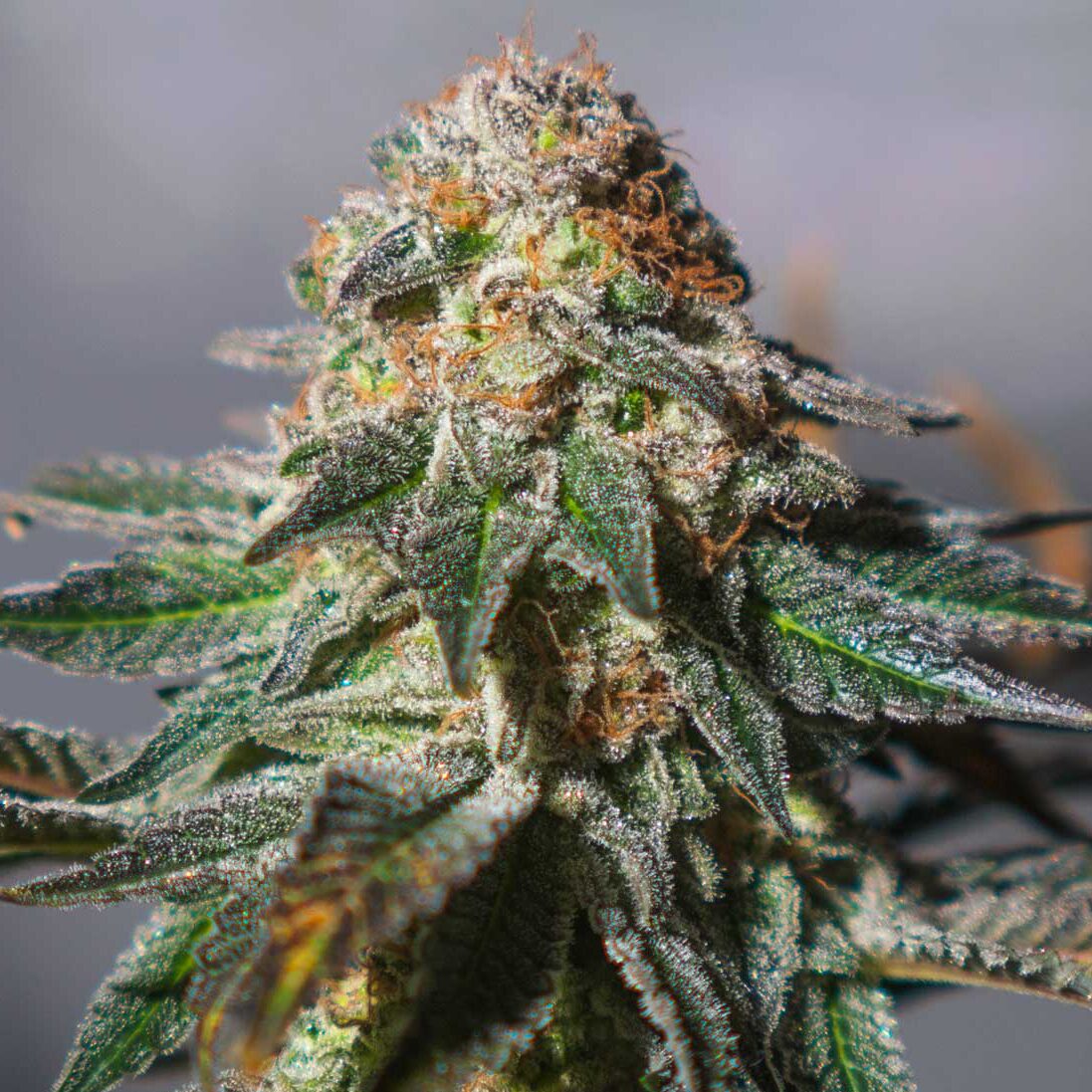 Auto Oxus — Exclusive Seeds