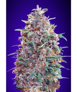 Auto Purple Diesel — Advanced Seeds