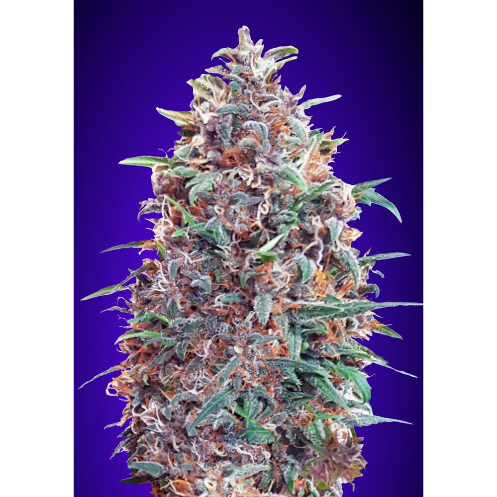 Auto Purple Diesel — Advanced Seeds