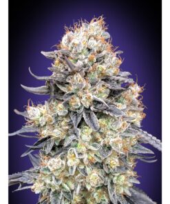 Auto Purple Punch — 00 Seeds