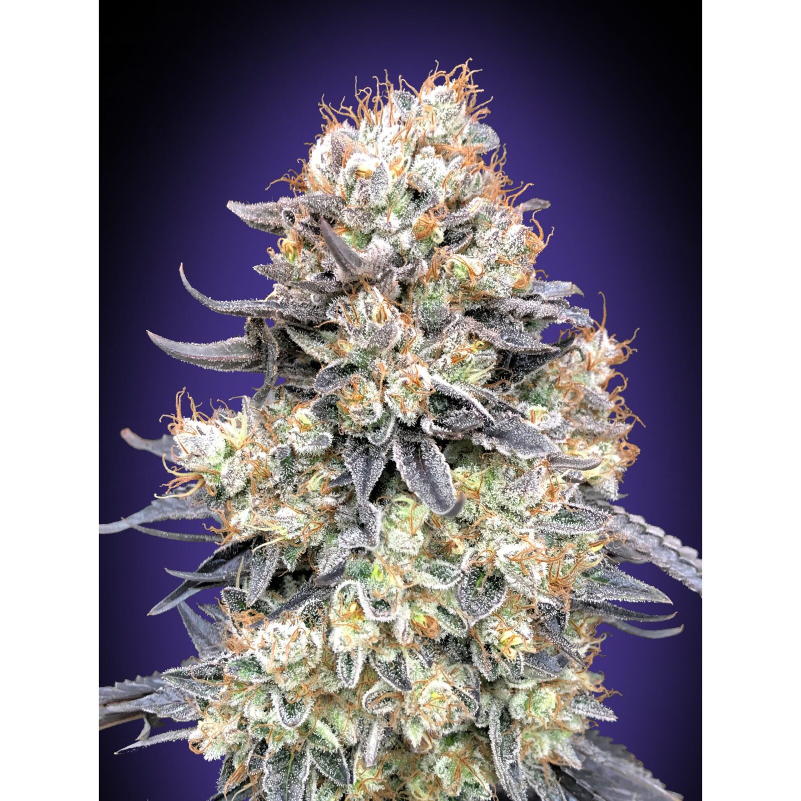 Auto Purple Punch — 00 Seeds