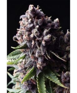 Auto Purple — Pyramid Seeds