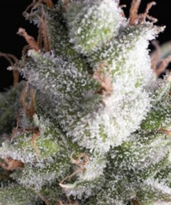 Auto Ramses — Pyramid Seeds