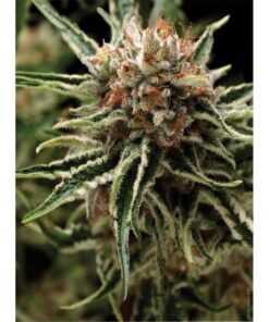 Auto Shark — Pyramid Seeds