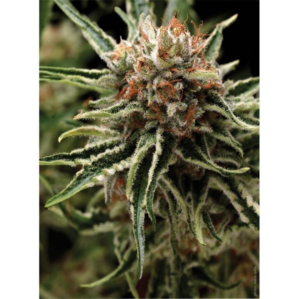 Auto Shark — Pyramid Seeds