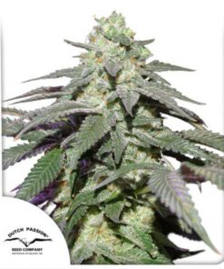 Auto Skywalker Haze — Dutch Passion